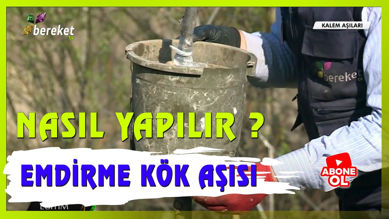 Kök Emdirme Aşısı