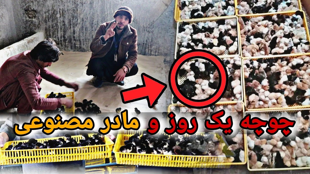 راز پرورش چوچه های سالم با مادر مصنوعی! || شرکت مرغداری فقیری