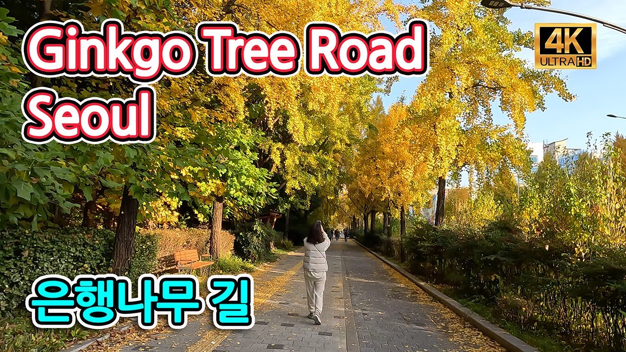 [랜선 여행] (4K) 은행나무 길 힐링 산책  | Maple tree street walking