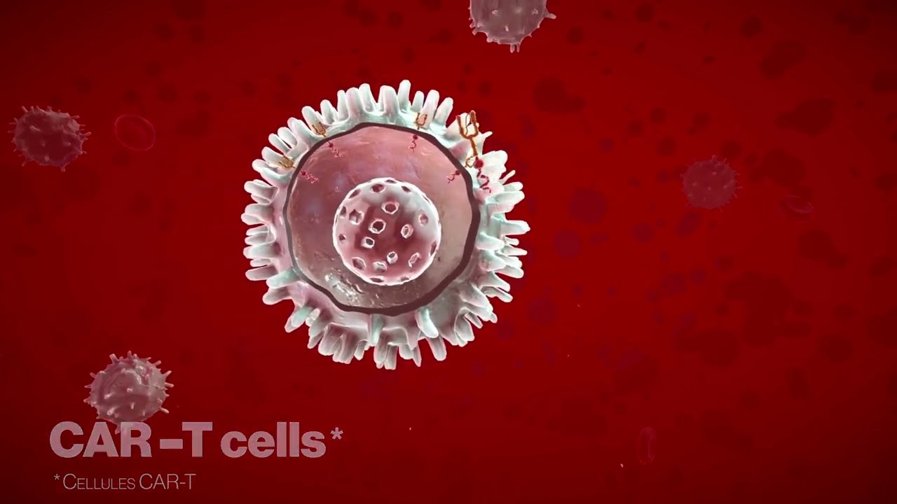 Les cellules CAR-T et leur mode d&rsquo;action