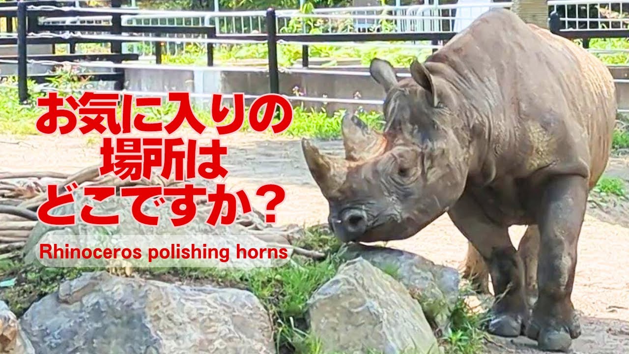 【盛岡市動物公園 クロサイ】角磨きに悩む乙女なラン/Polishing the horns of black rhinos at Morioka City Zoological Park