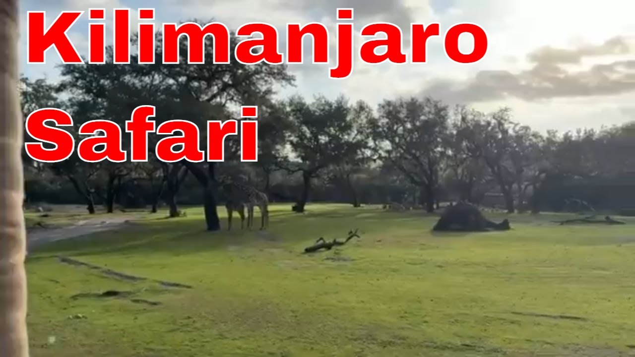 Animal Kingdom Vlog - Kilimanjaro Safaris, Maharajah Jungle Trek