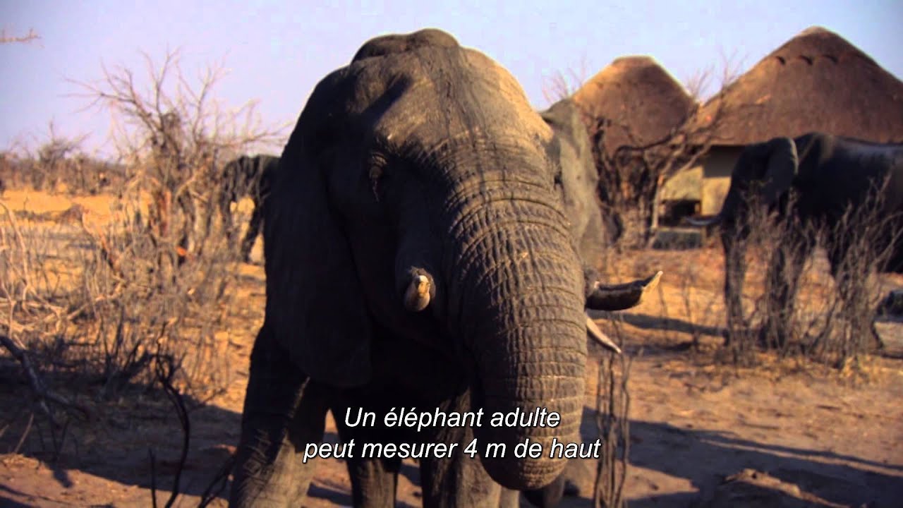NATURE Featurette Marcher avec les Géants VOST