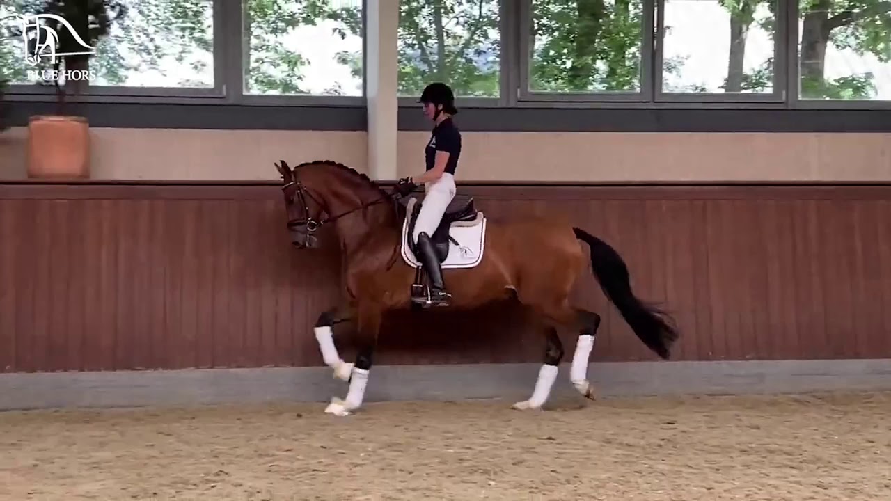 Blue Hors Verkaufspferde