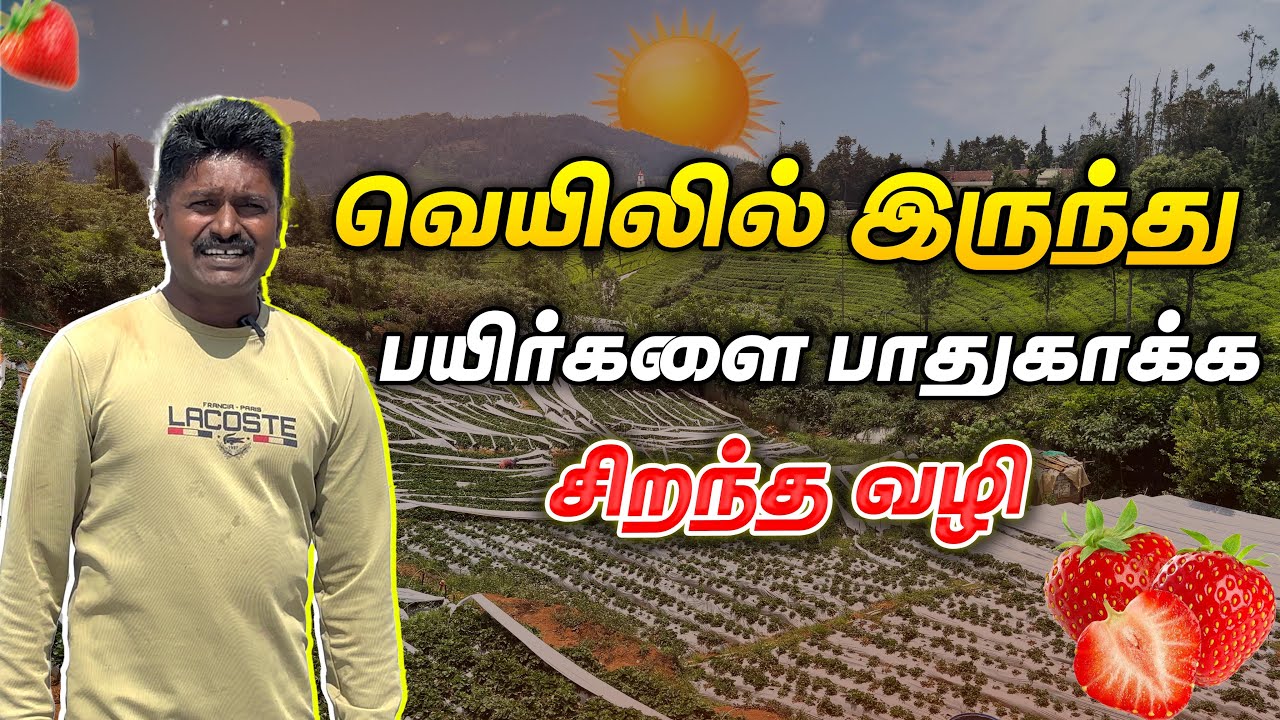 இனிமே Polyhouse தேவையில்லை, குறைந்த செலவில் சிறந்த தீர்வு | Smart Vivasayi