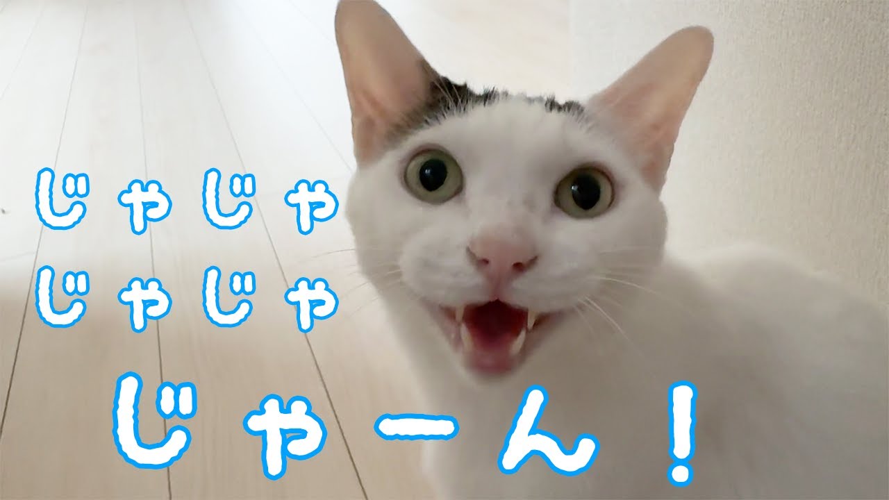 登場した効果音を自分で喋る猫チロさん