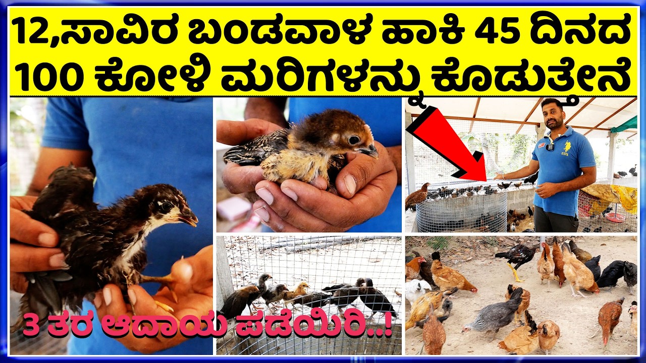 Call-8088971865 ಸ್ವಲ್ಪ ಜಾಗ ಇದ್ದರೆ ಸಾಕು ಕೋಳಿ, ಮರಿಗಳು ಮೊಟ್ಟೆಗಳು ಇವೆ ಆದಾಯ ಜೊತೆಗೆ ಕೋಳಿ ಕಸ ಹೆಚ್ಚು ಬೇಡಿಕೆ