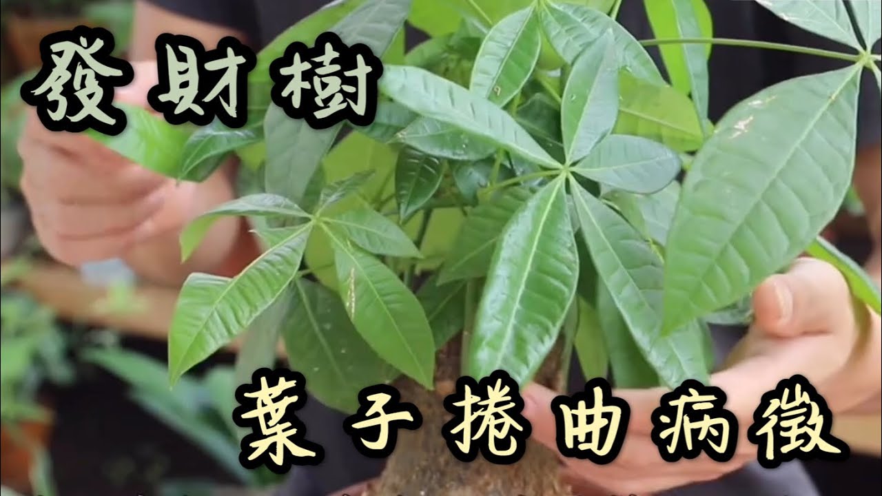 【天天小花農】發財樹葉子出現捲曲病徵時，簡單幾招，就能輕鬆解決