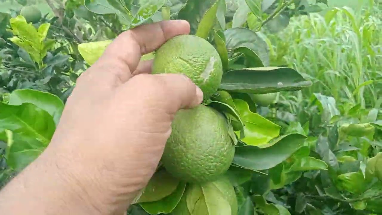 Himachal Punjab Hariyana Me Nimbu ki No 1 Kheti 9805954043
