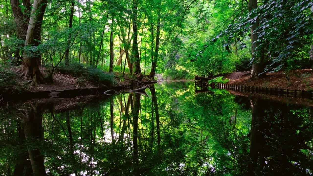 1 Hour Quiet Forest Pond | Birds Chirping, Calm Nature Sounds for Relaxation & Sleep