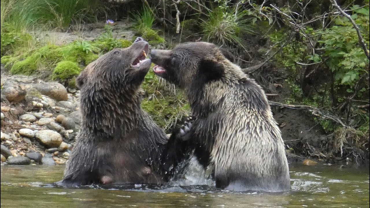 Great Bear Lodge - what its like to stay there. Watch grizzly bears catch salmon and play-fight.