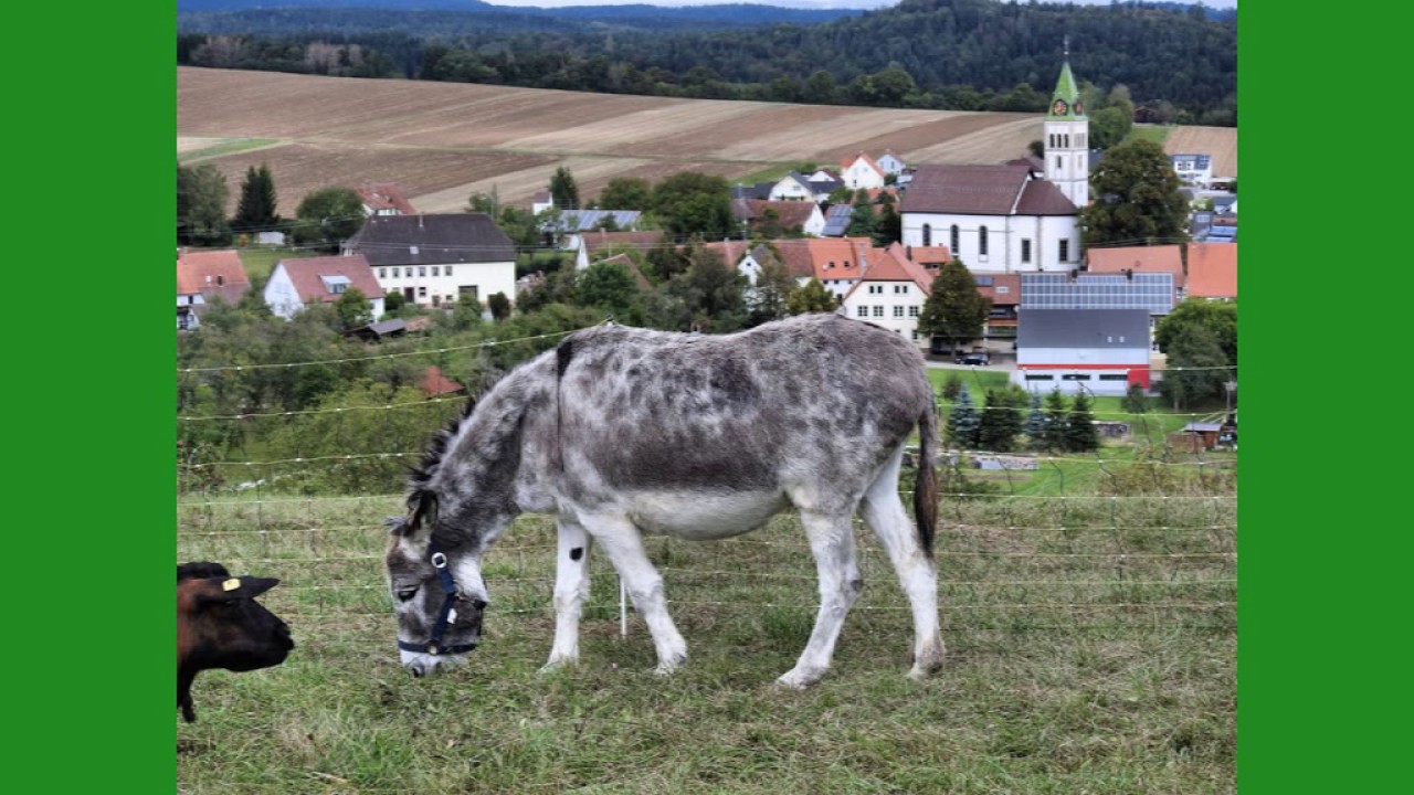 Erlaheim im Zollernalbkreis 2016