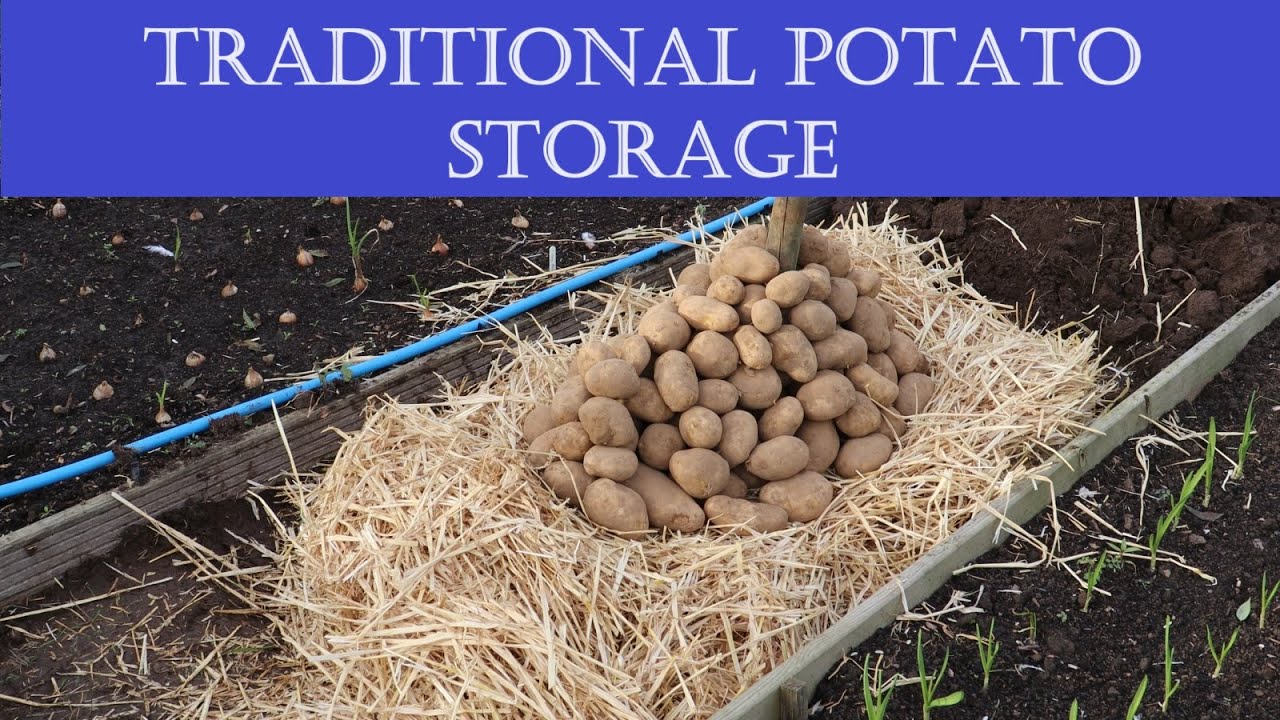 How to store potatoes in an earth clamp (improvised root cellar)