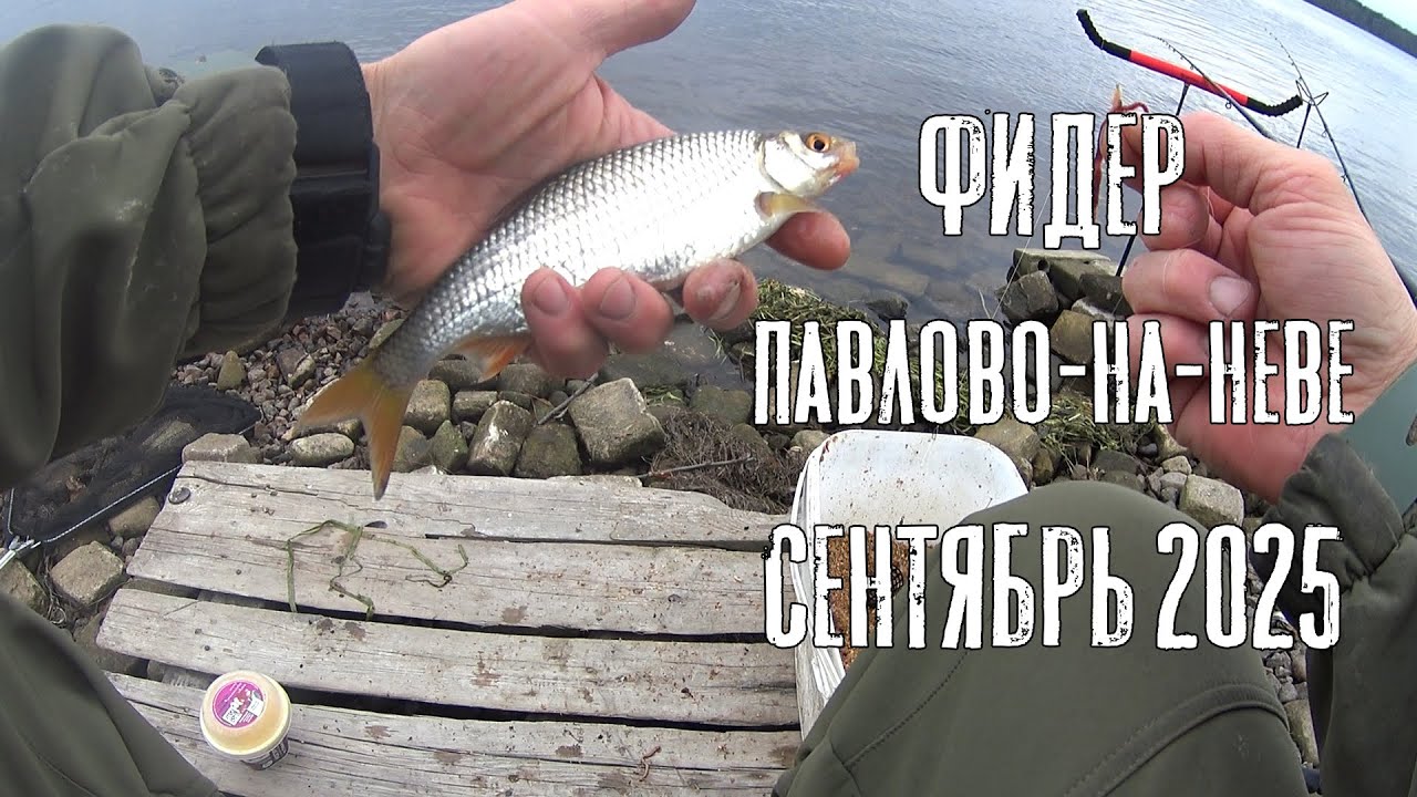 Поехал за Лещами, а наловил плотвы коту!