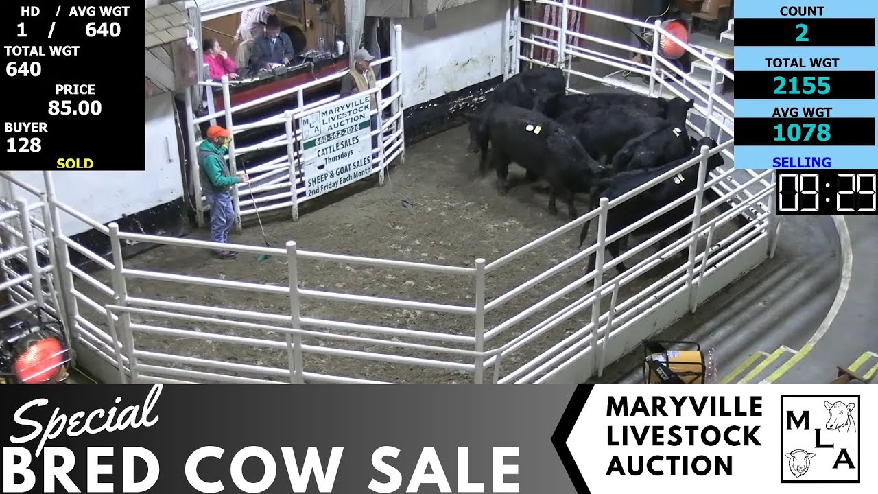 1/26/2024 -Maryville Livestock Auction - Special Bred Cow Sale