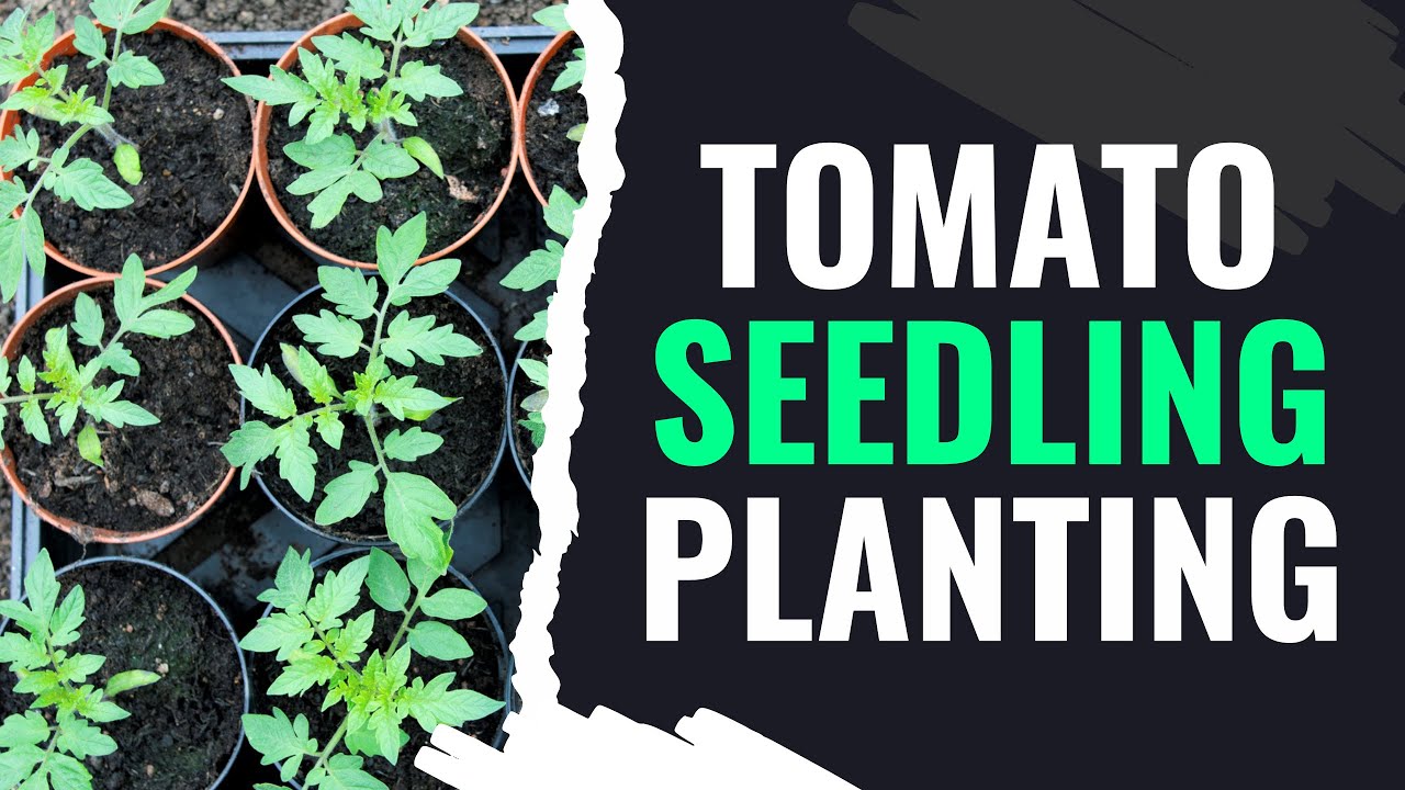 Winpat Agrochem Advise On Tomato Seedling Planting In Zimbabwe