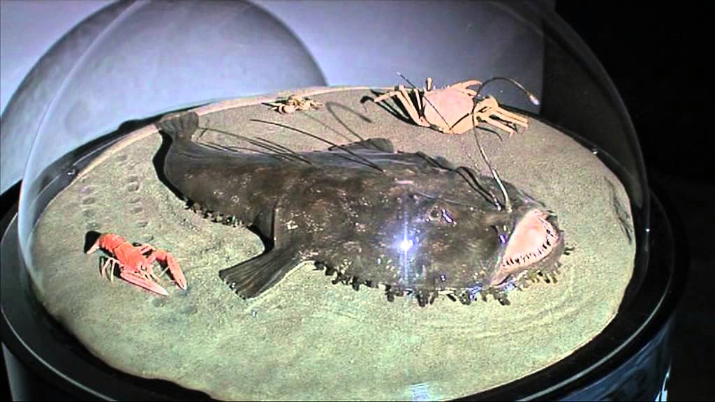 Tropicarium Park Jesolo - Le nuove mostre Aquarium e Abissi