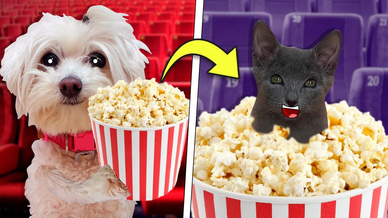 5 FORMAS DE HACER PASAR A TU MASCOTA AL CINE EN LA VIDA REAL !!