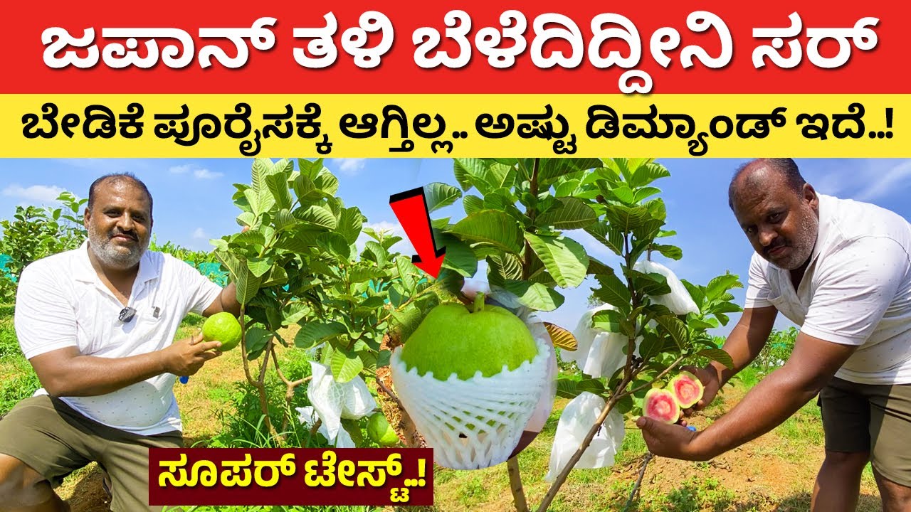ಬೇಡಿಕೆ ಪೂರೈಸಕ್ಕೆ ಆಗ್ತಿಲ್ಲ | Japanese Red Diamond Guava Krushi | Apple farming in Karnataka #kannada