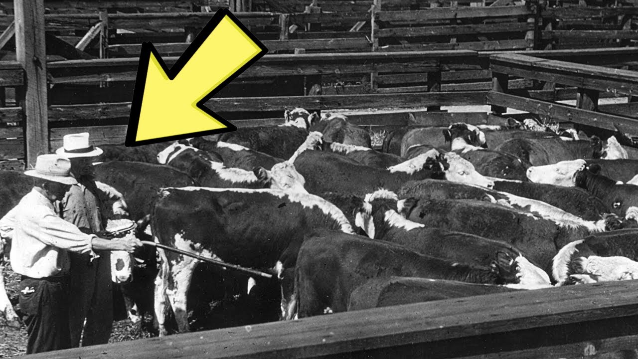Historic 1960s Footage: Beef Industry in Action &ndash; Cattle, Butchers & Backyards&rdquo;