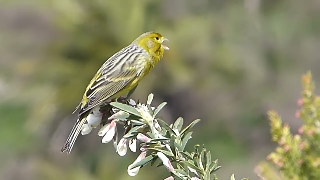 Канареечный вьюрок Serinus serinus European Serin
