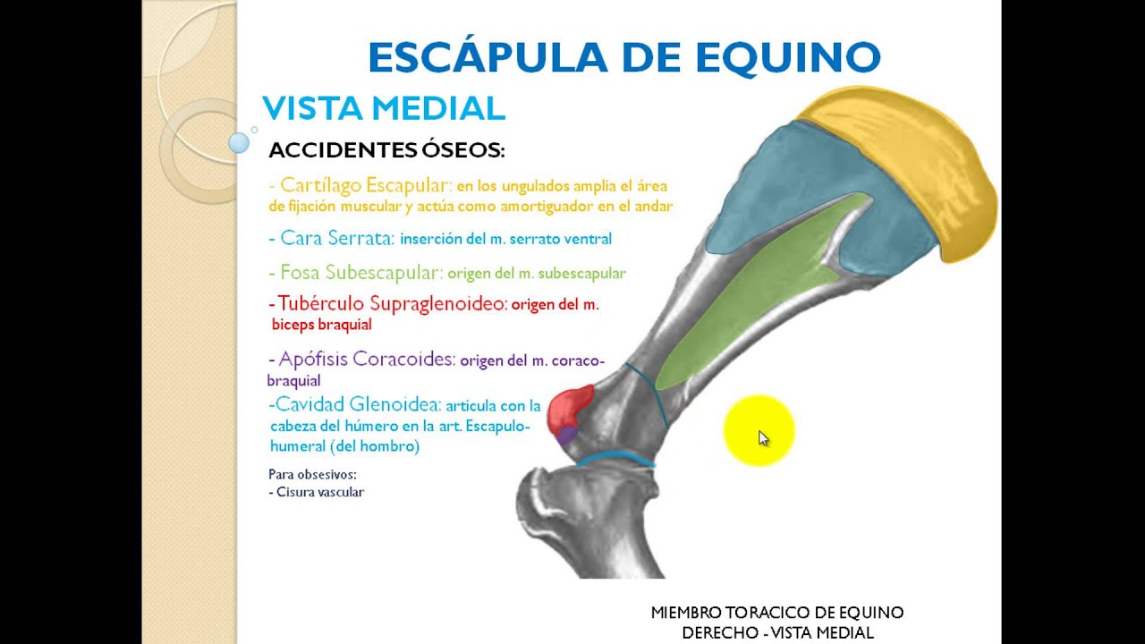 Anatomía Veterinaria - Osteología de Miembro Torácico - Parte 1
