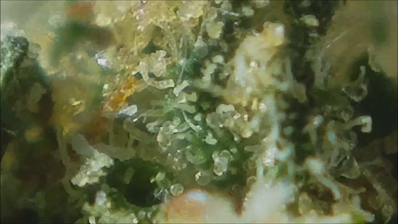 Cannabis (Tricomas)
