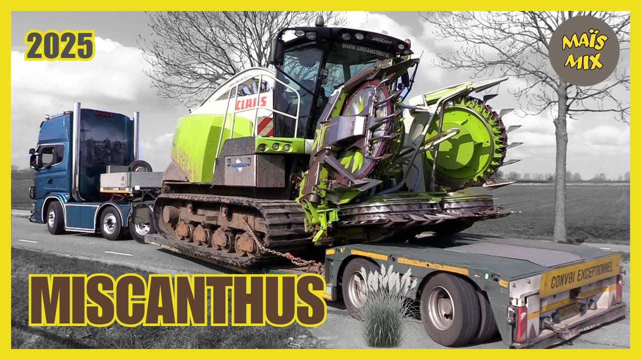 Olifantengras (Miscanthus) hakselen 2025 | Scania V8 open pipe | Claas Jaguar 940 op rupsen | IHI