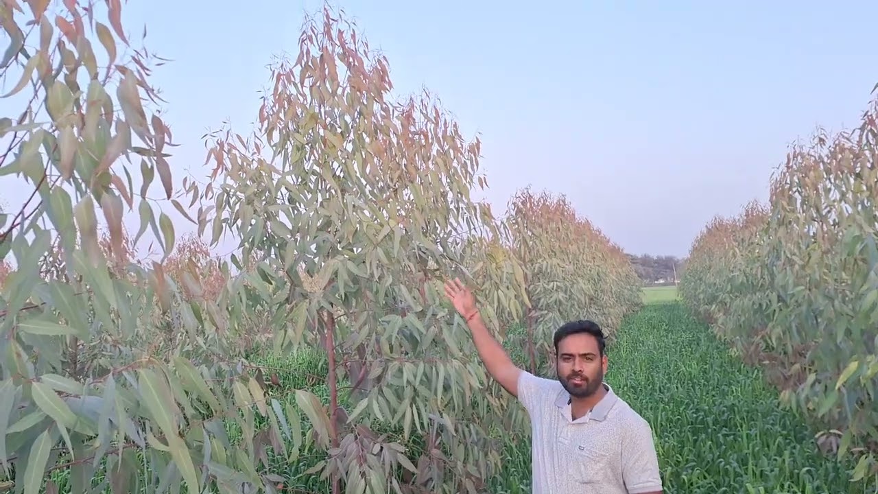 किसान भाई करते हैं 15 एकङ में क्लोन सफेदा P23 की खेती।P 23 Clone Eucalyptus Farmer 