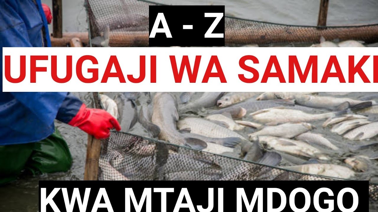 UFUGAJI Wa Samaki  KWA MTAJI MDOGO - Darasa Kamili