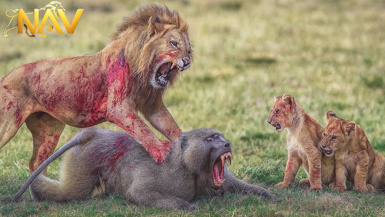 Kenya: Shocking Confrontation Between Baboons and Lions | Wild Animals