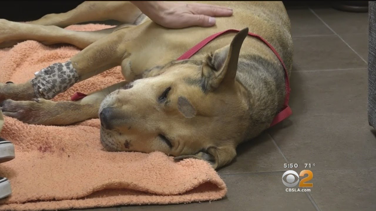 Family Dog Fighting For Its Life After Rattlesnake Bite