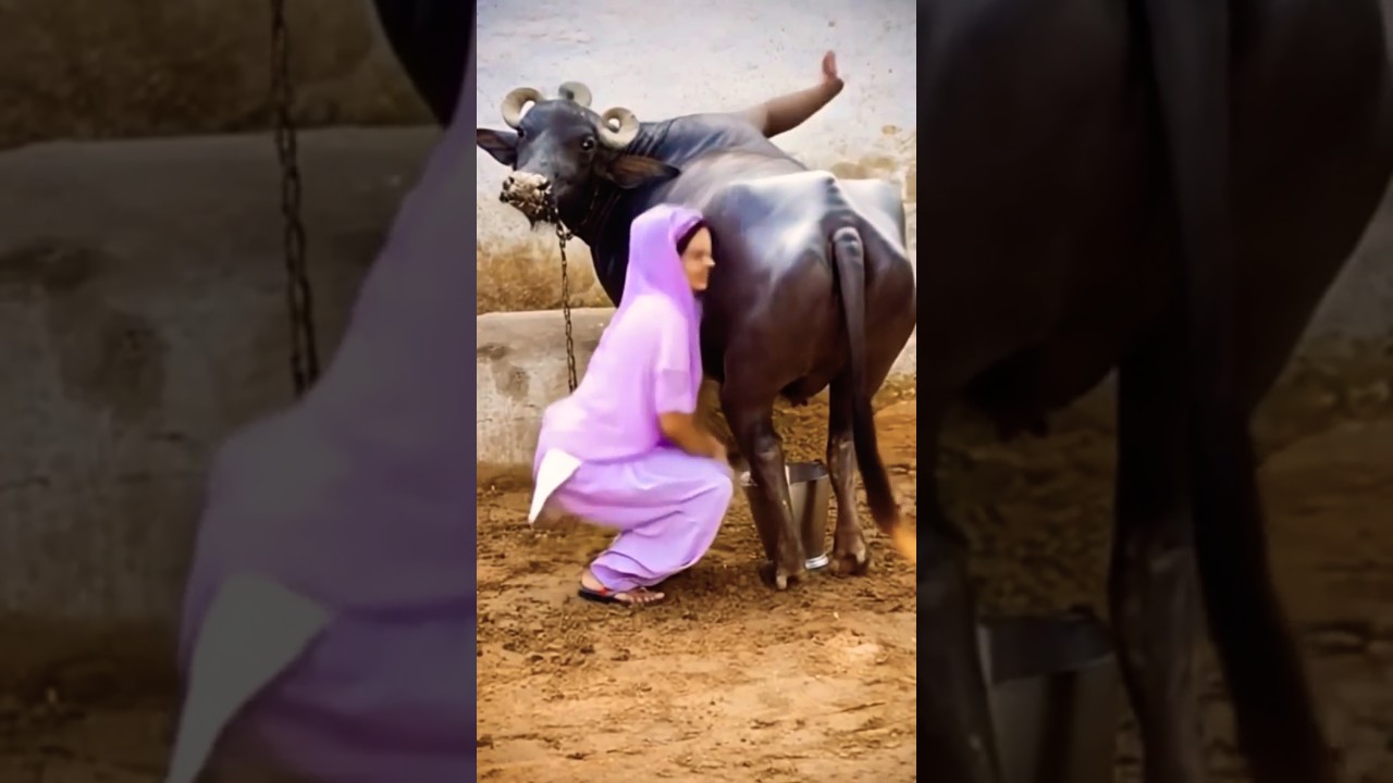 funny buffalo vlogs, cows vlogs video, buffalo vlogs, funny action scenes #cow #buffalo #funny#2025
