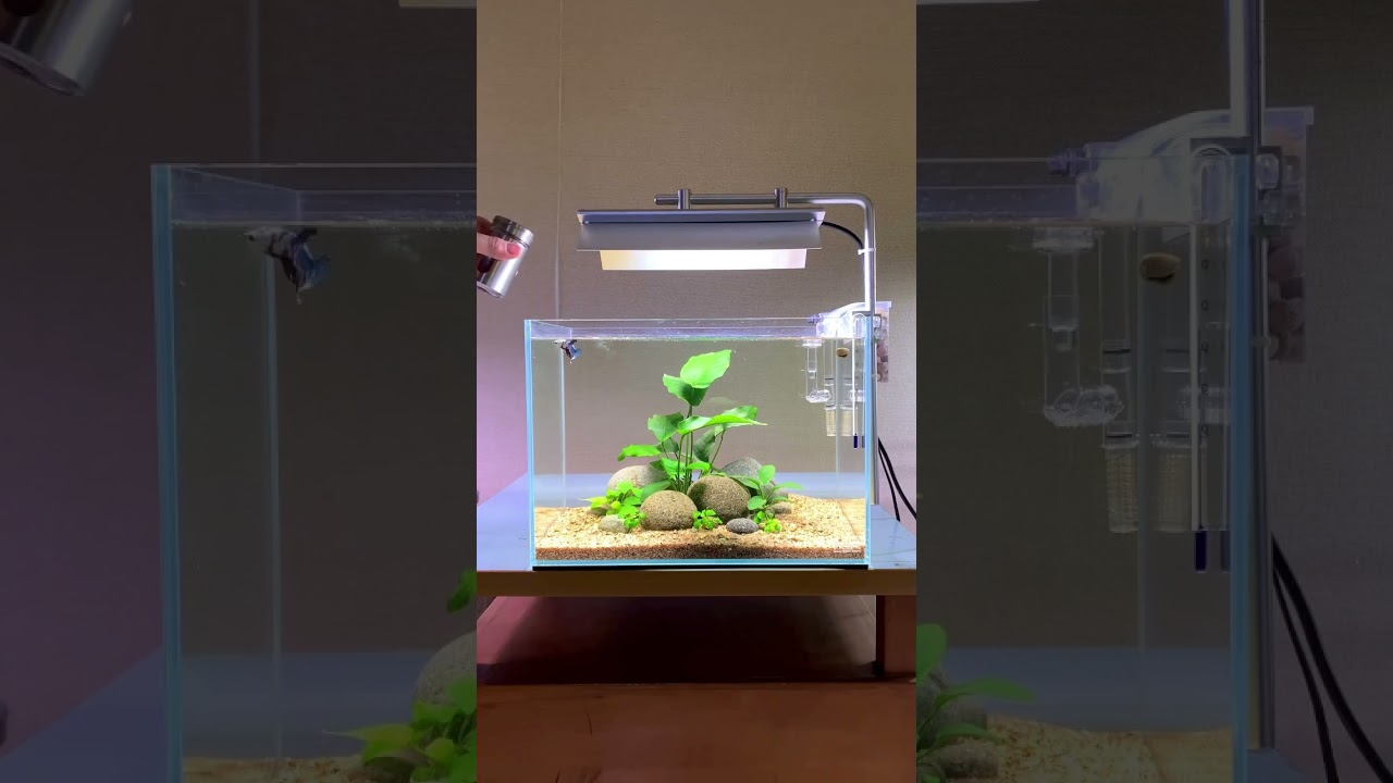 Betta anubias tank 🍀