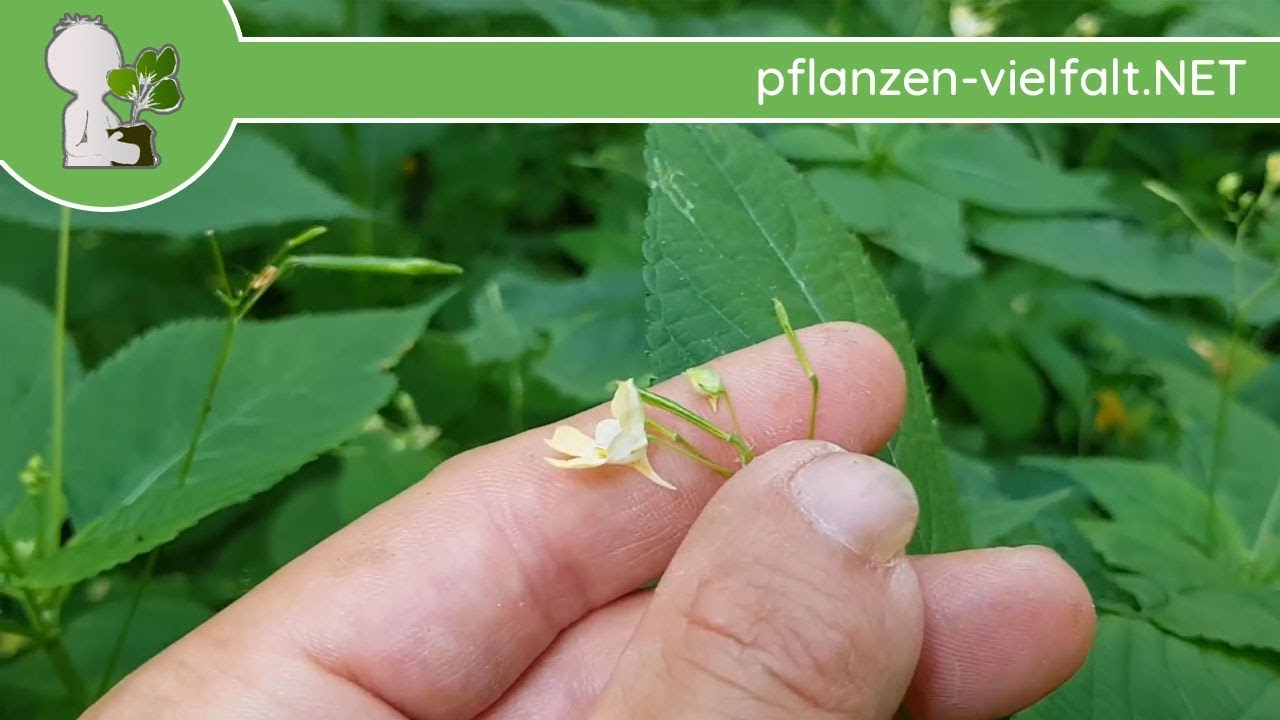 Kleines Springkraut - Ganze Pflanze - 05.06.18 (Impatiens parviflora) - Wildkräuter Bestimmung