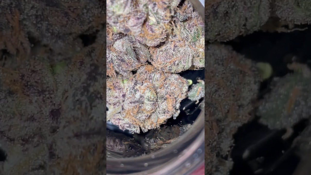 PURPLE MILK BAG SEED BY MR.PISTIL #mrpistil #purplemilk #privategrower #nyc #livingsoilgrown #420