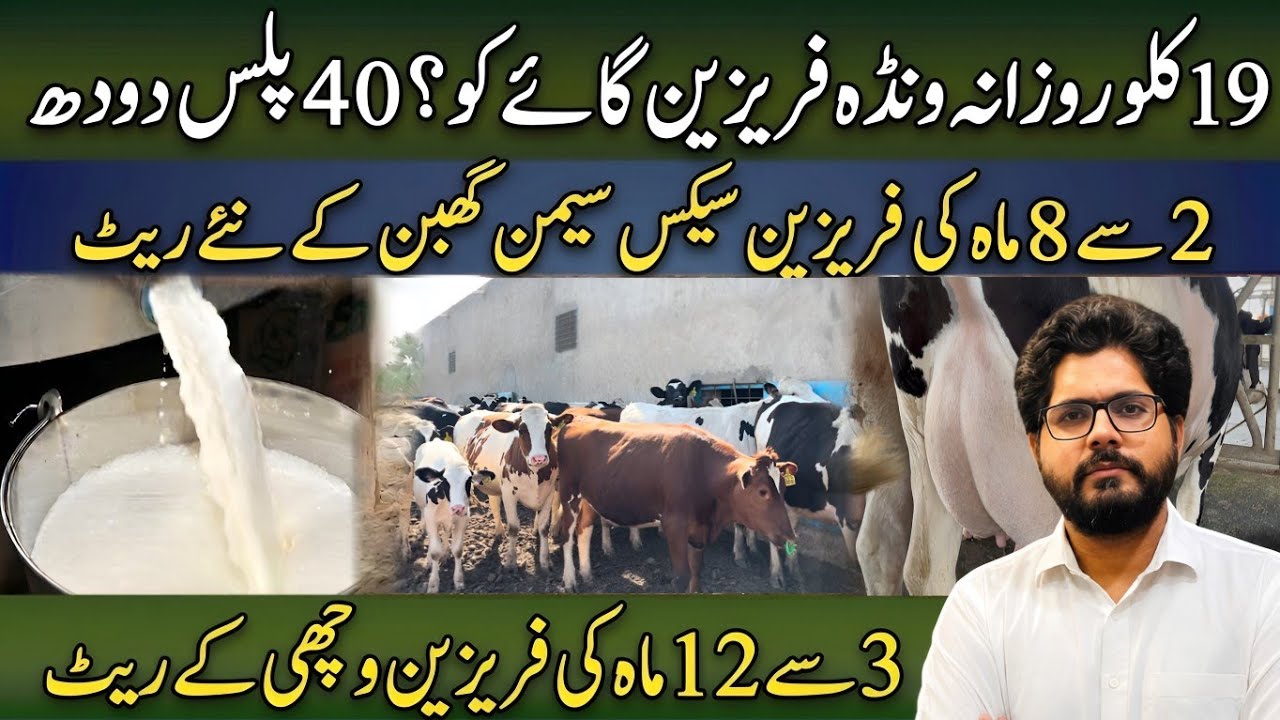 19 kg daily feed in dairy farm || New rates for Friesian heifers || Dr. MUZZAMMIL HASSAN