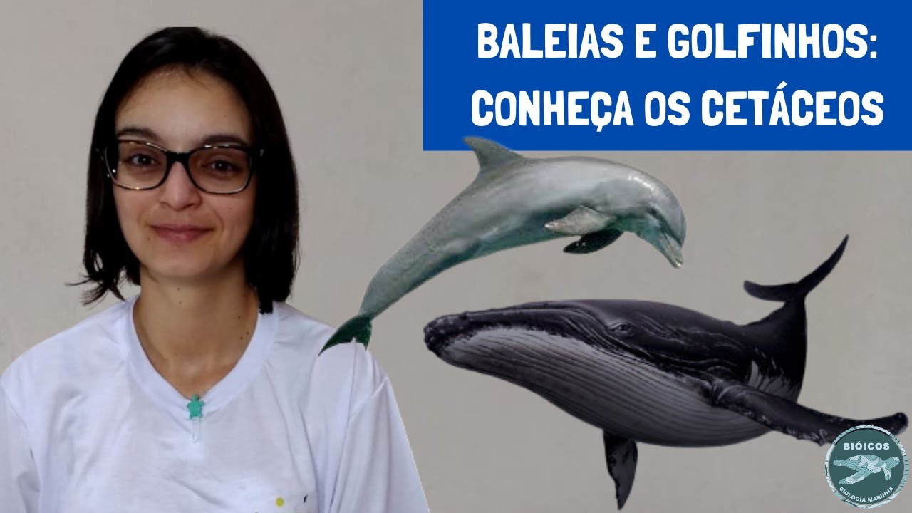 Baleias e golfinhos: conheça os cetáceos - Biologia Marinha em Revista #26