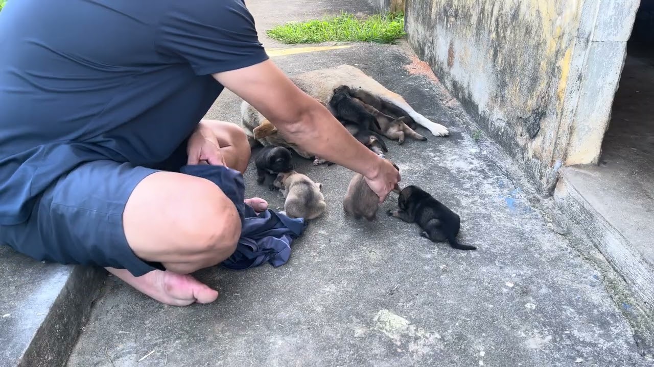 Let’s Care for Puppies Every Day and Spread Love for Animals 🐶❤️