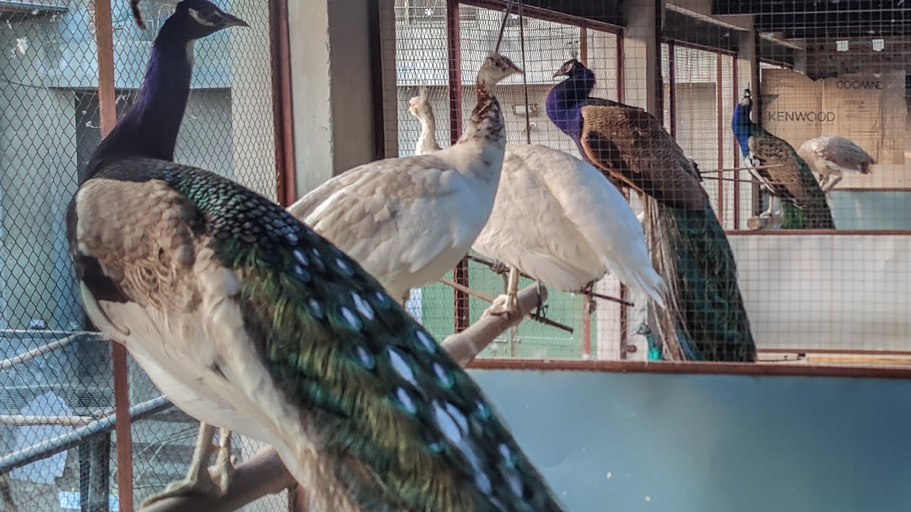 A PERFECT CAGE For Breeding Peafowl | PEACOCK VILLA