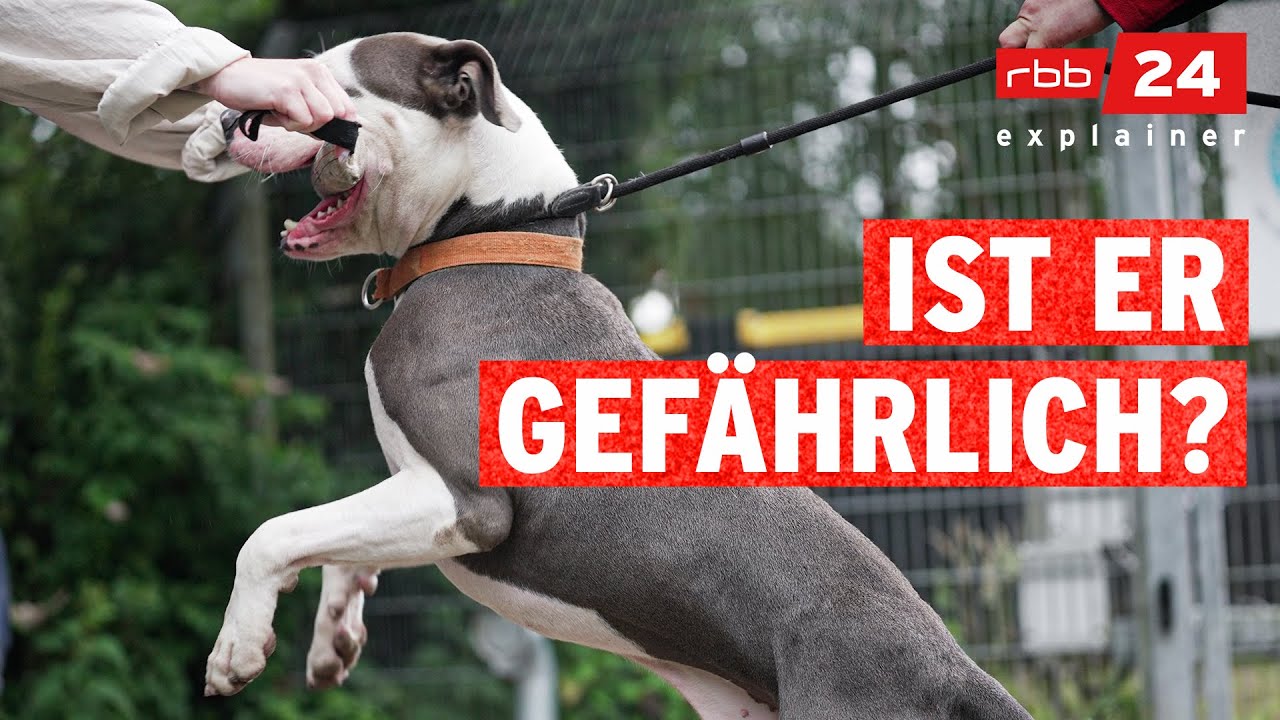 Wesenstest für Hunde: Amstaff Terrier wird geprüft | rbb24 explainer