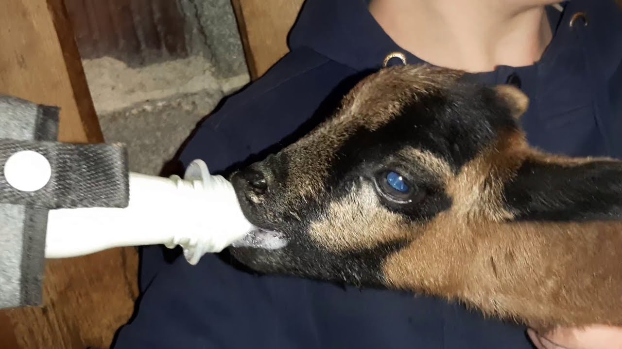 Lamm verstoßen - was jetzt? / Ersatzmilch herstellen / Tägliche Routine im Stall