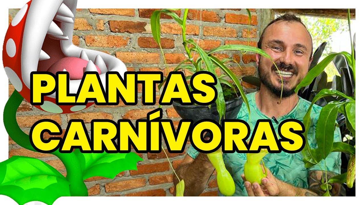 Como CULTIVAR diferentes tipos de PLANTAS CARNÍVORAS