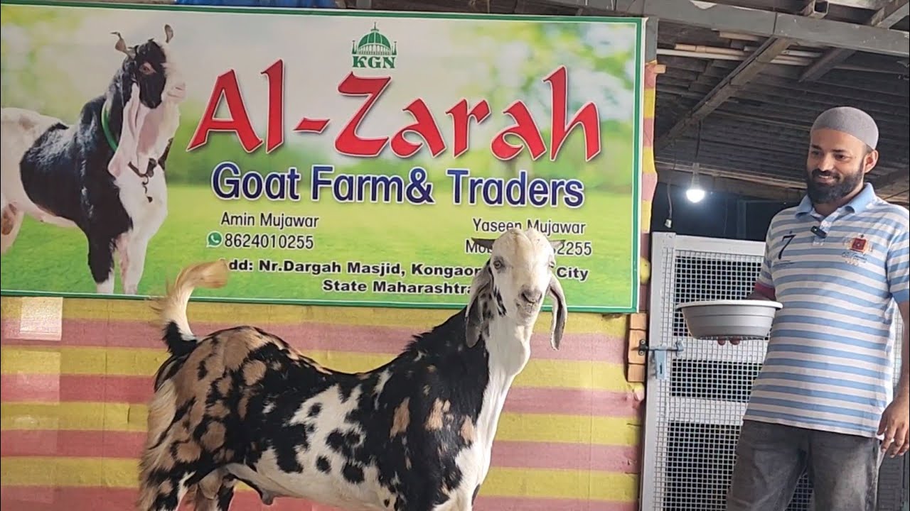 Lajawaab Palnewale Set Bakre At Al Zarah Goat Farm Kalyan | Shandaar Quality Goats.