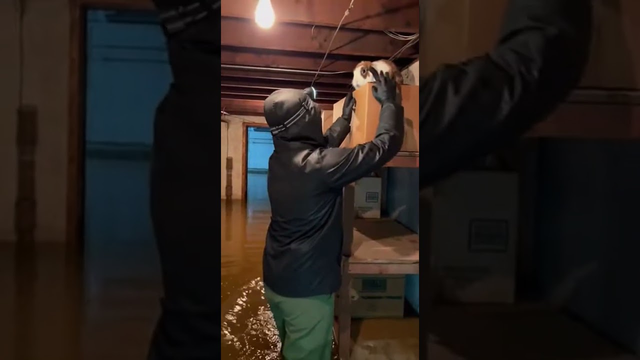 Hero Finds Bunny in Basement Flood Incredible Rescue Story 