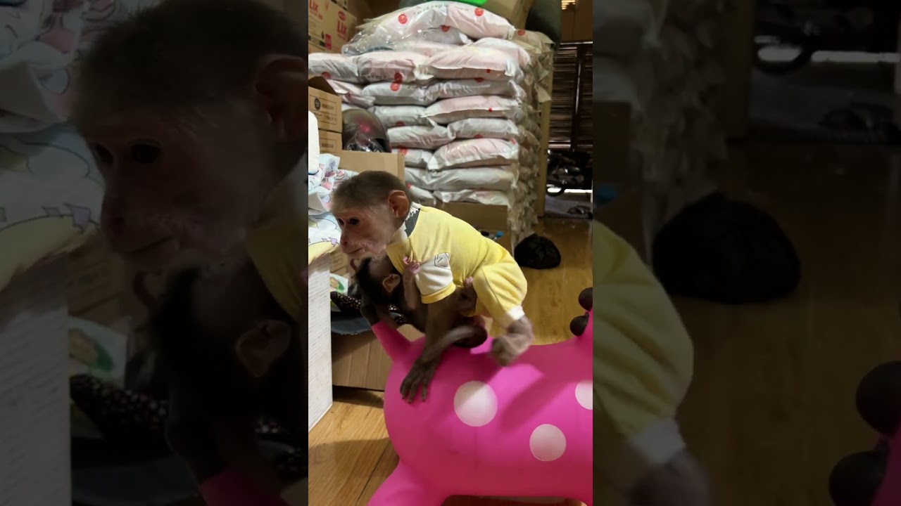 Minea Play Alot #monkey #babymonkey #cute