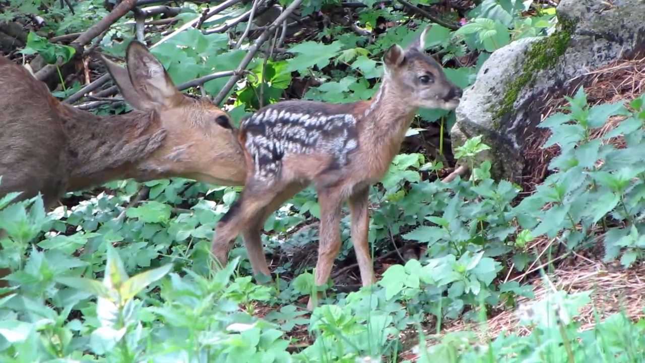 Srna a srnče Capreolus capreolus Roe Deer and Fawn