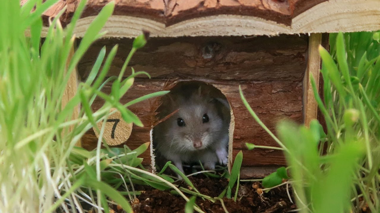 Tiny Garden Update | Nitrogen Explores & Reacts