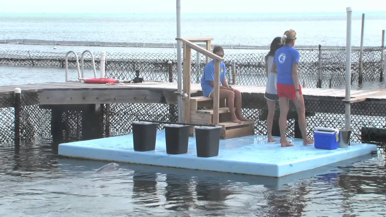 Dolphin Research Center - Spotlight on Tanner
