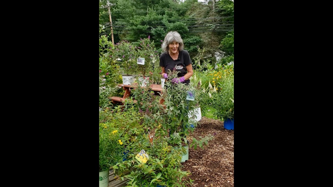 July Pruning at Natureworks